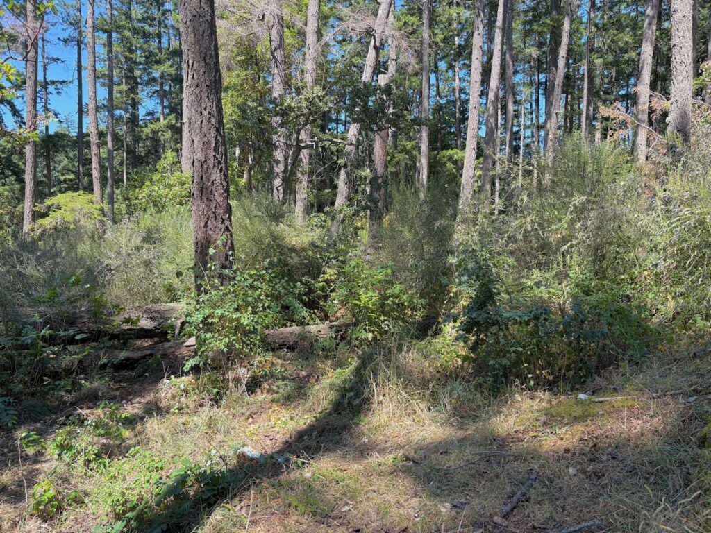 After Scotch broom removal