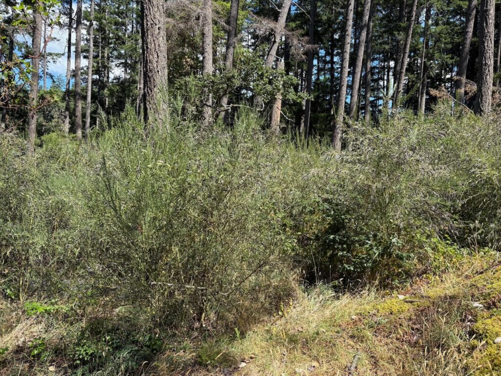 Before Scotch broom removal
