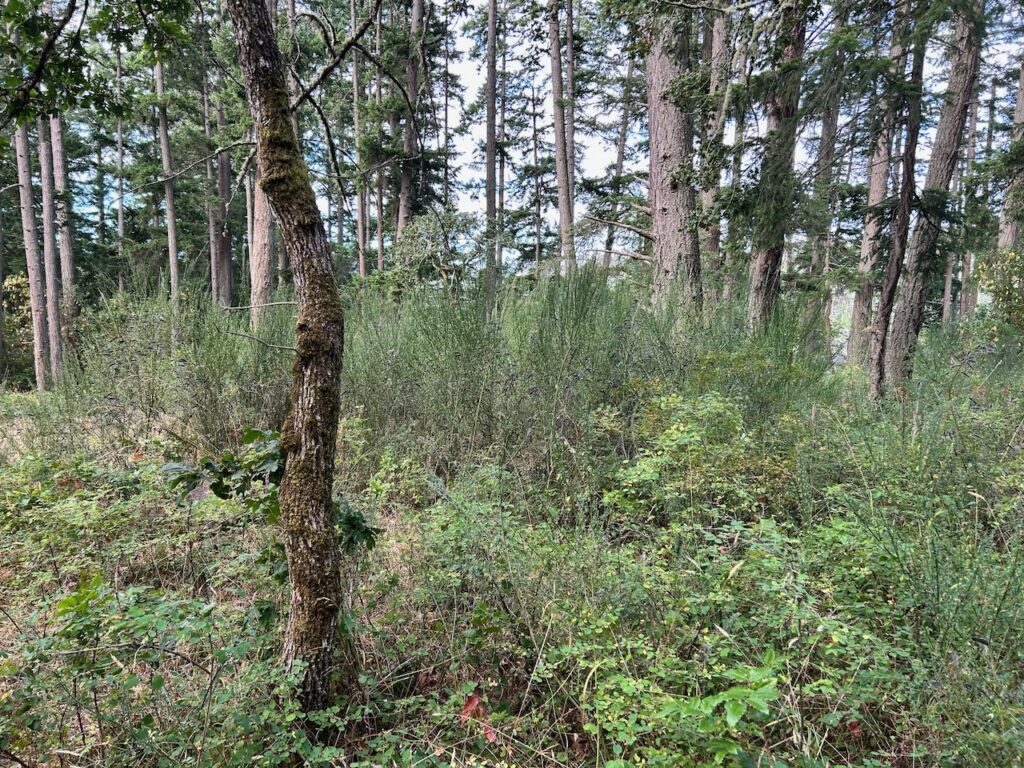 Before Scotch broom removal