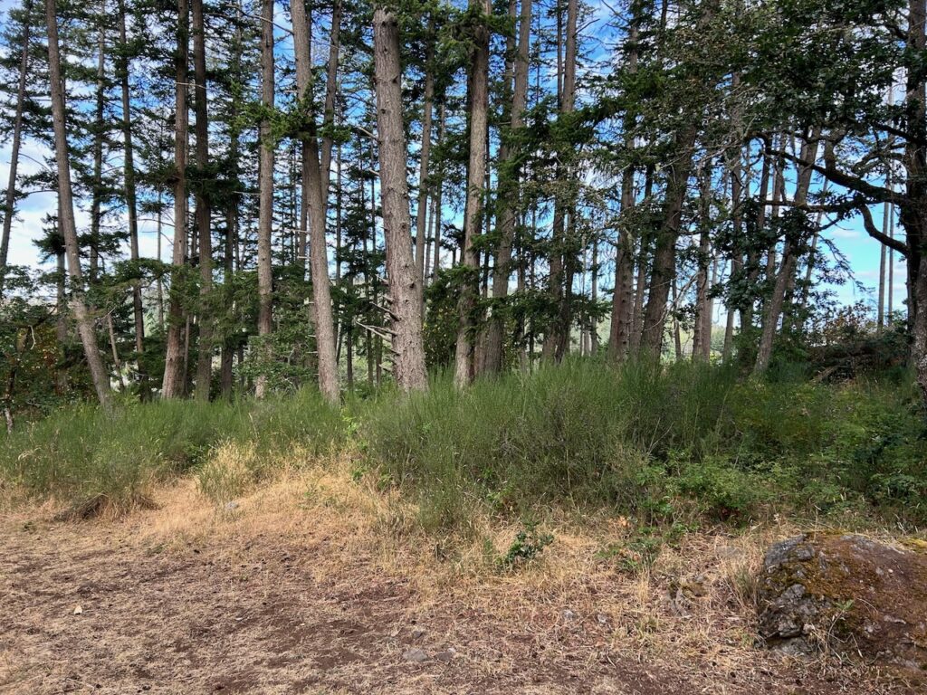 Before Scotch broom removal