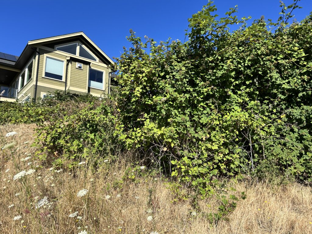 Before invasive blackberry removal