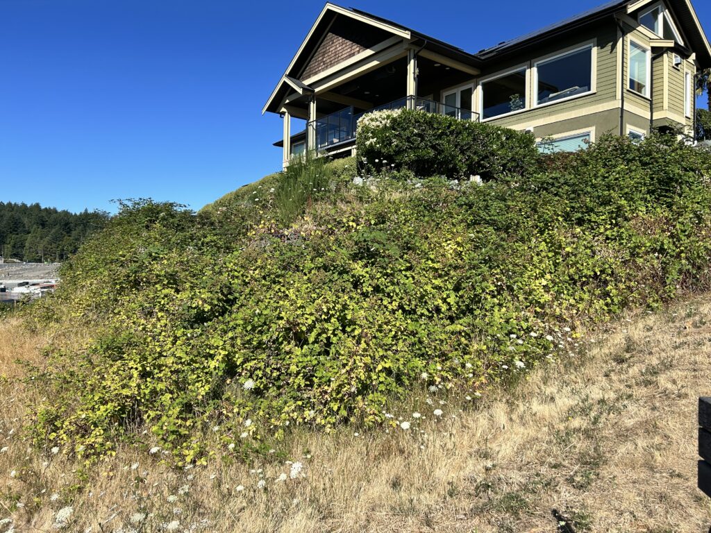Before invasive blackberry removal