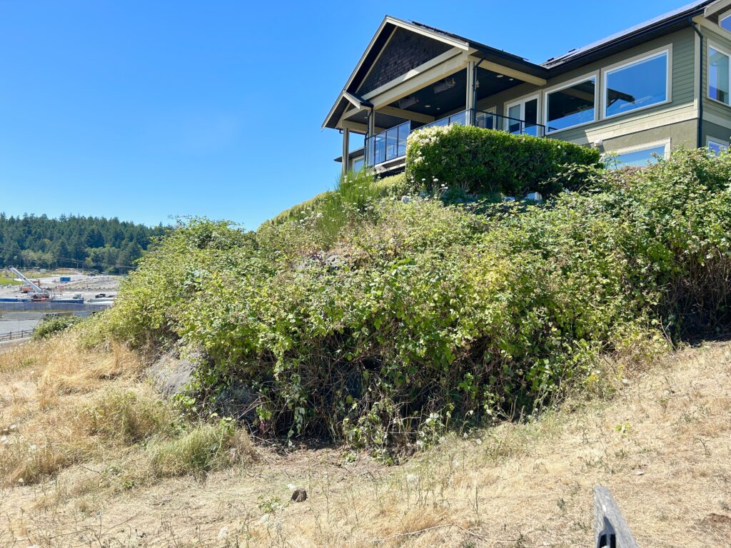 After invasive blackberry removal