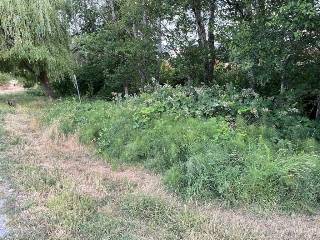 Before Blackberry Removal