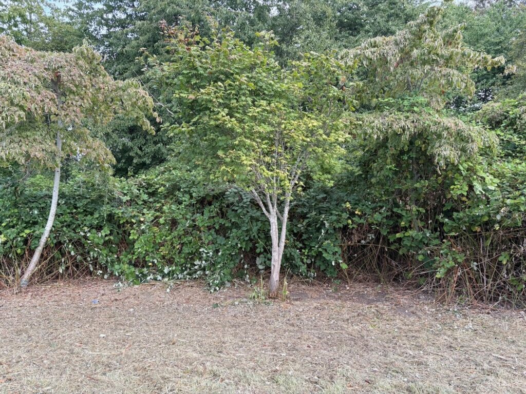 Before