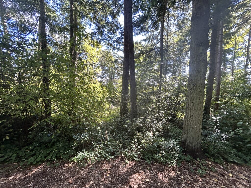 Before invasive plants removed