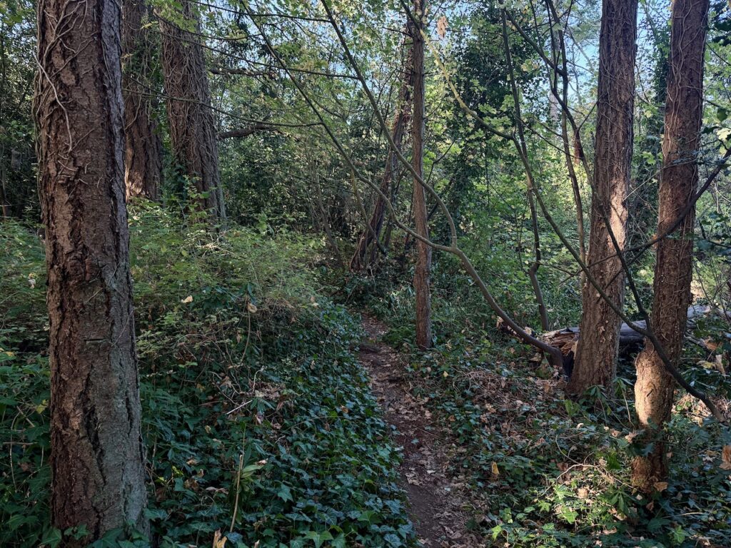 Before invasive Ivy removed