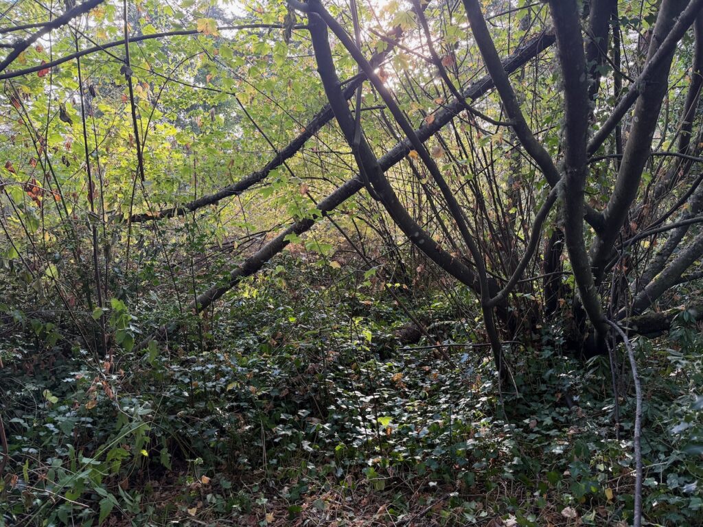Before invasive ivy & holly removed