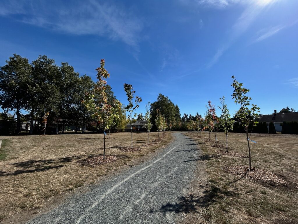 After Trees Planted