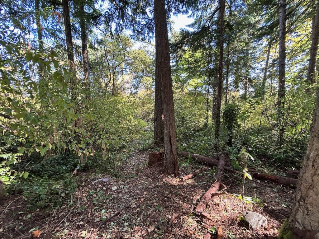 After invasive plants removed