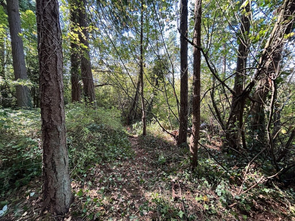 After invasive ivy removed
