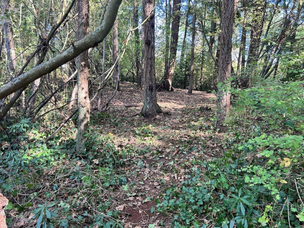 After invasive ivy removed