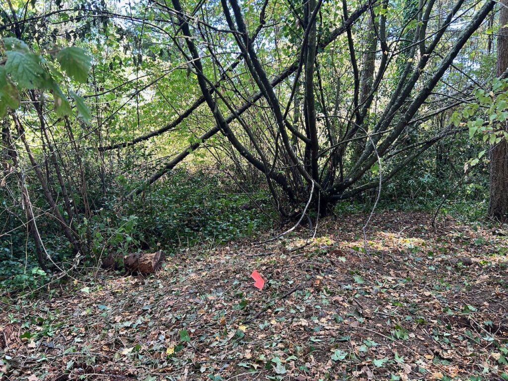 After invasive ivy & holly remove