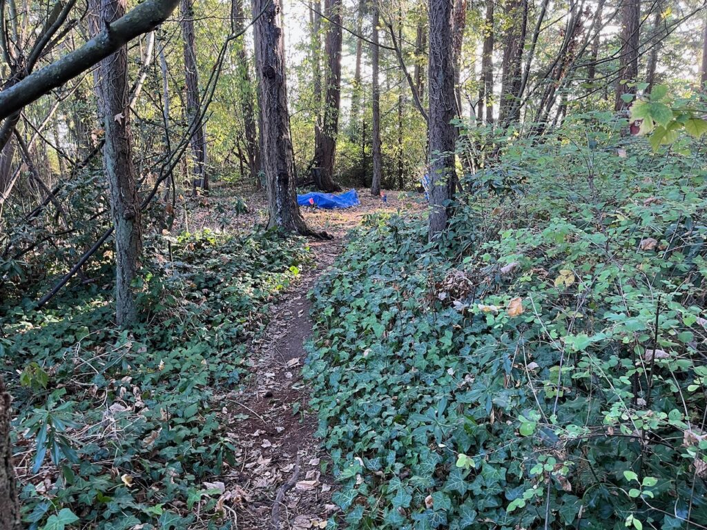 Before invasive ivy removed