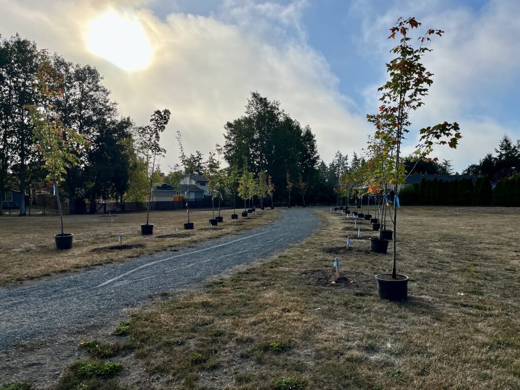 Before Trees Planted