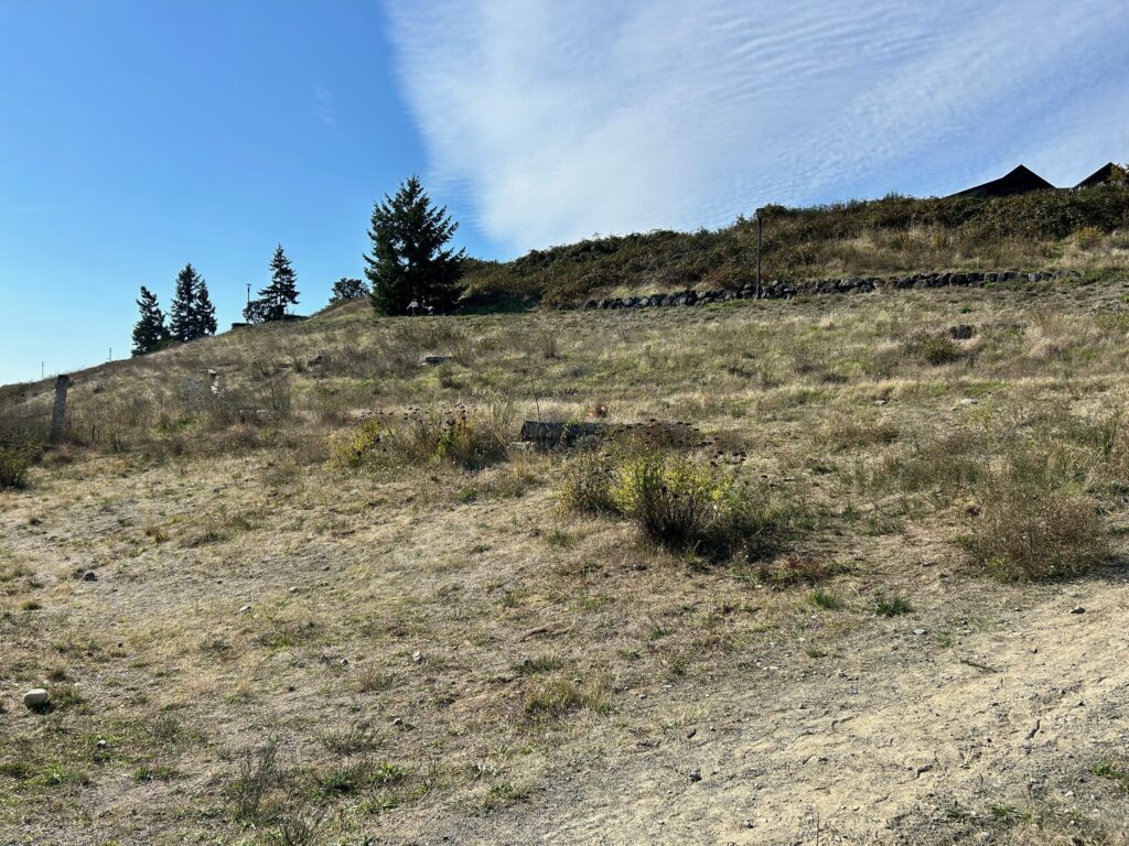 After Invasive Scotch Broom Removal