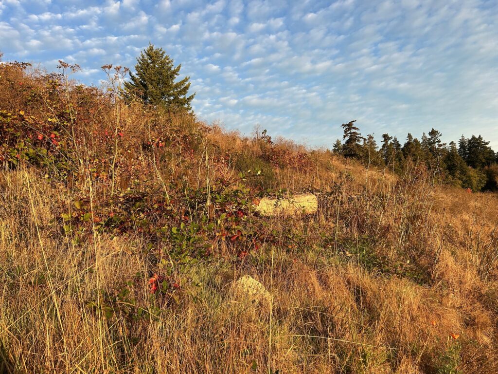 Before Invasive Blackberry Removal