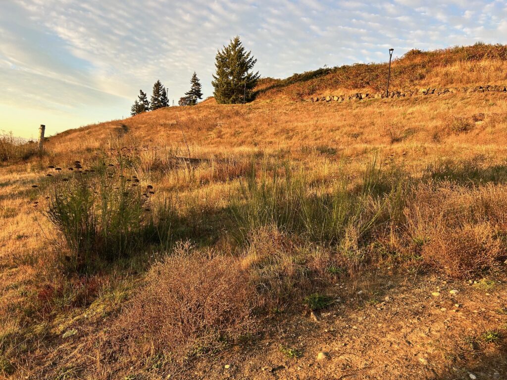 Before Invasive Sctoch Broom Removal