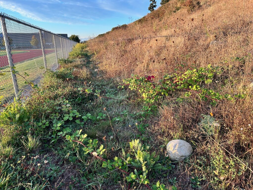 Before Invasive Blackberry Removal