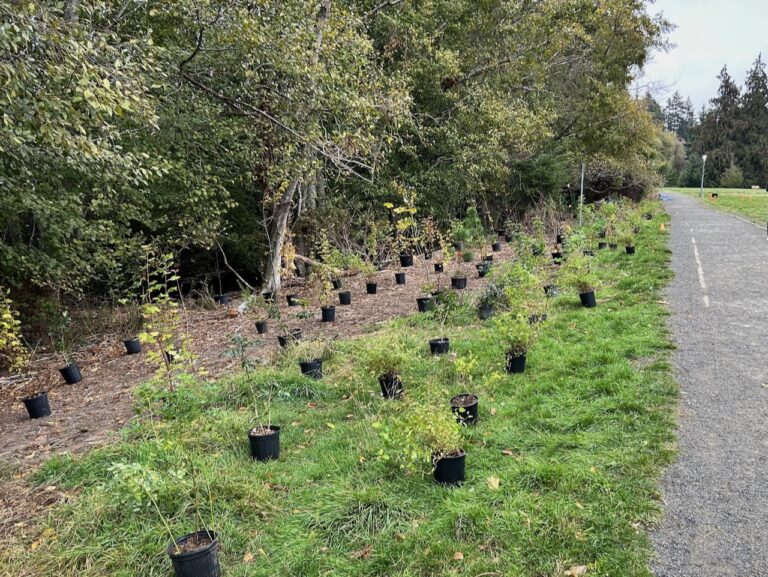 Before Planting
