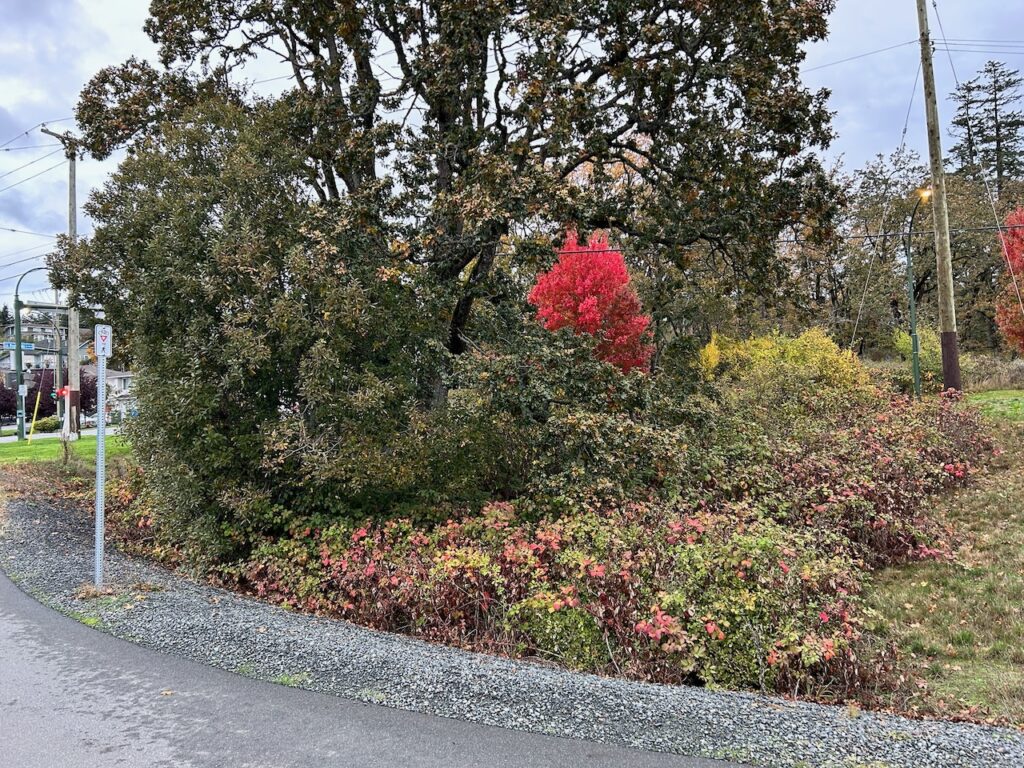 e invasive plants removed