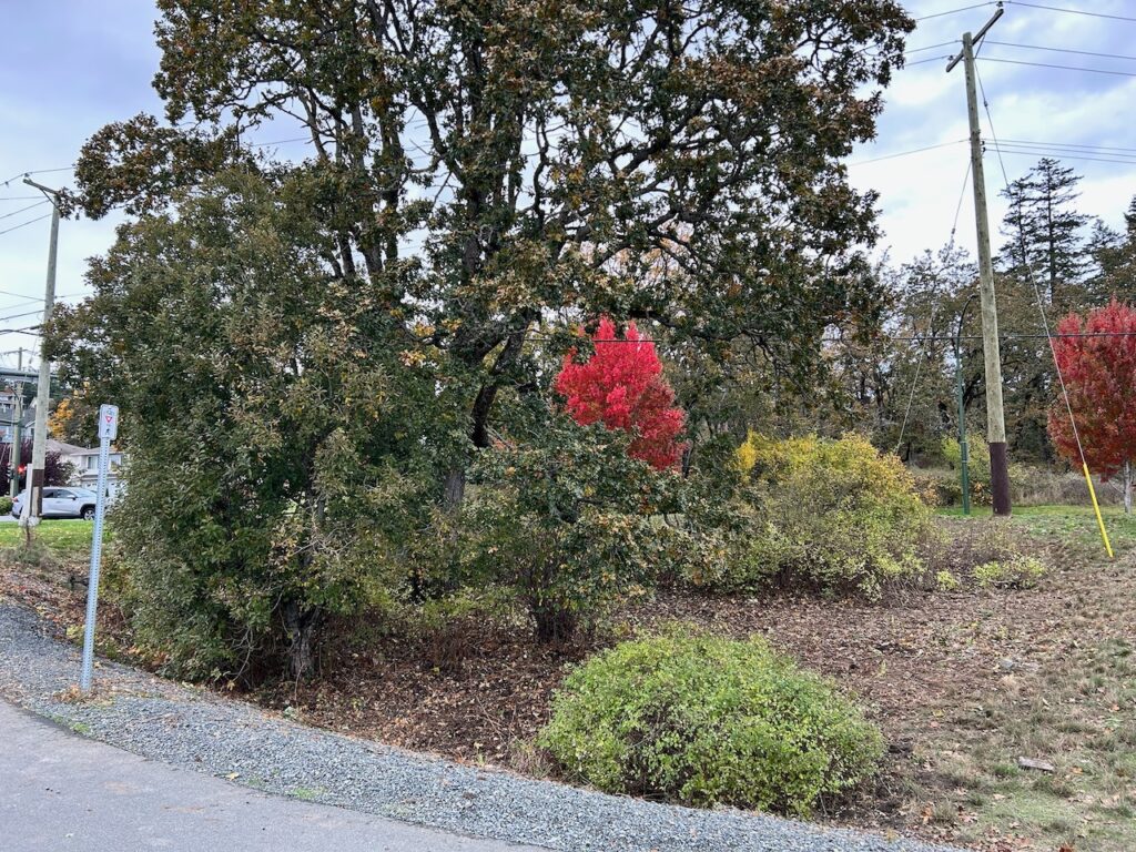 After invasive plants removed