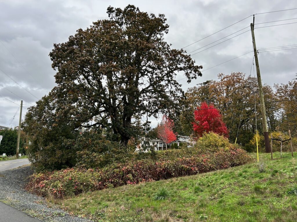 Before invasive plants removed