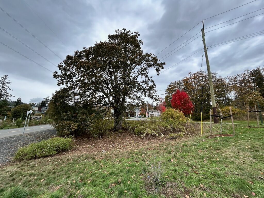 After invasive plants removed