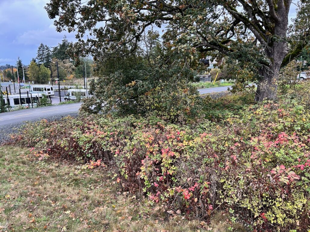 e invasive plants removed