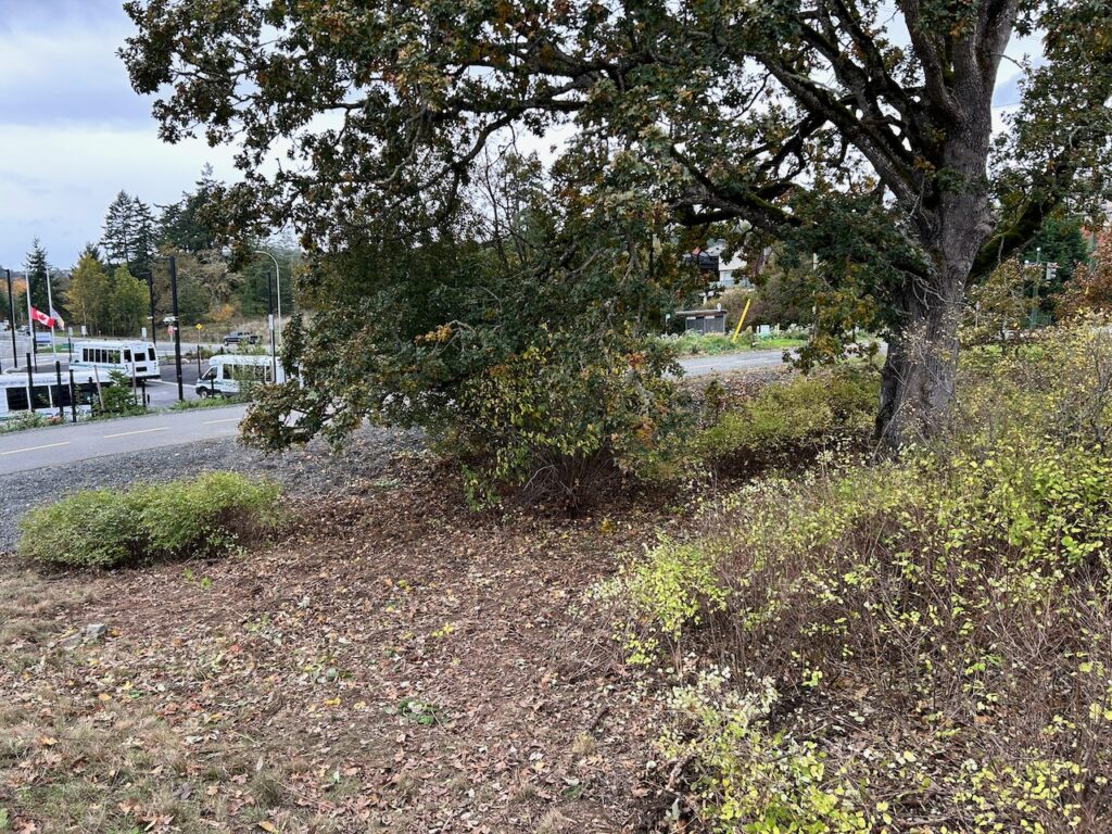 After invasive plants removed