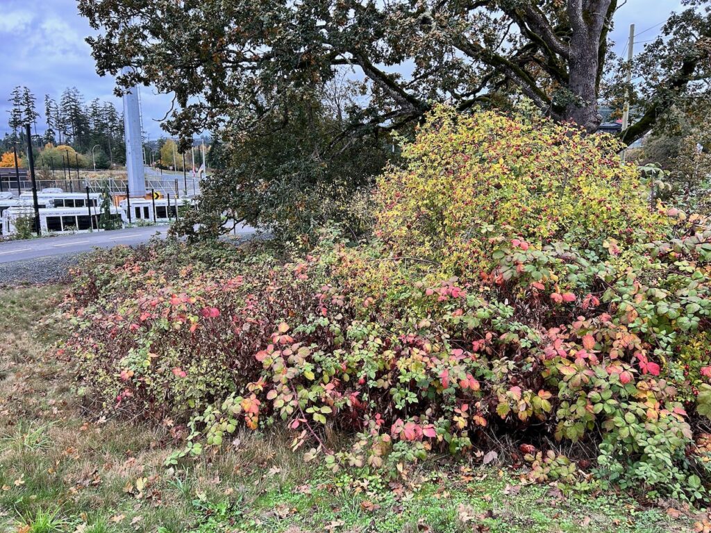 e invasive plants removed