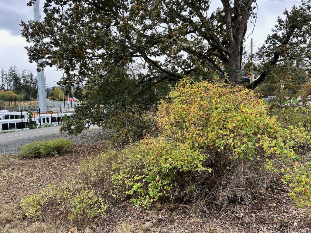After invasive plants removed