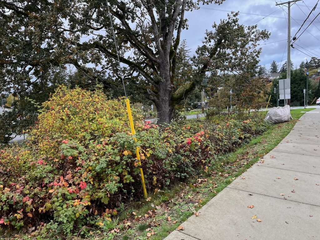 e invasive plants removed