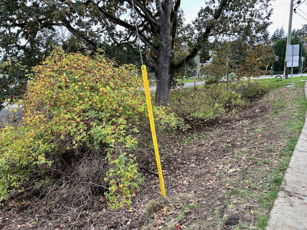 After invasive plants removed