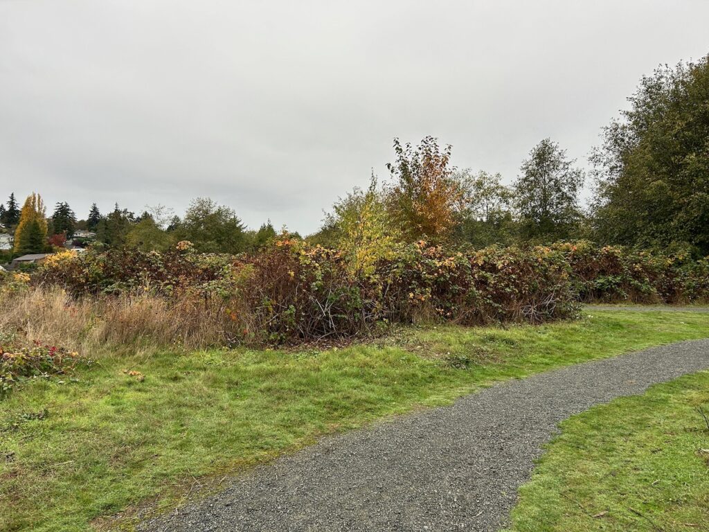 Before Invasive Blackberry Removal