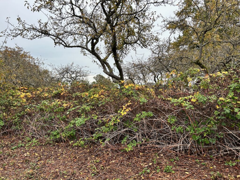 Before Invasive Blackberry Removal