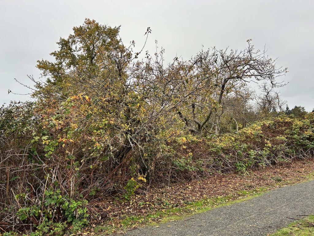 Before Invasive Blackberry Removal
