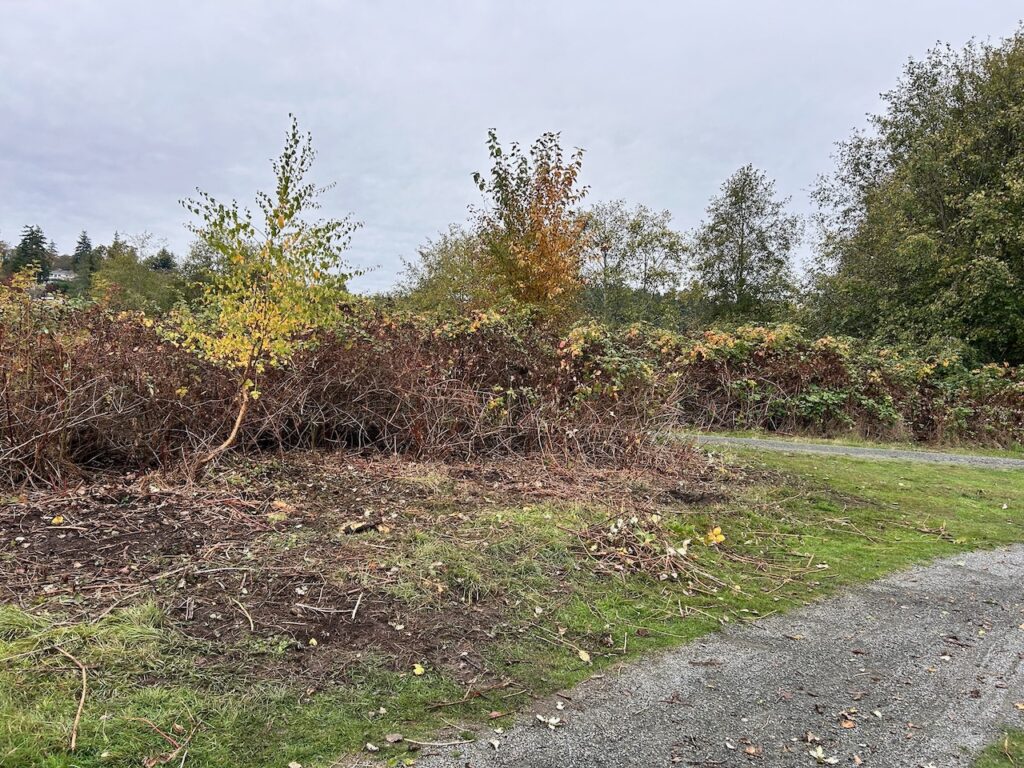 After Invasive Blackberry Removal
