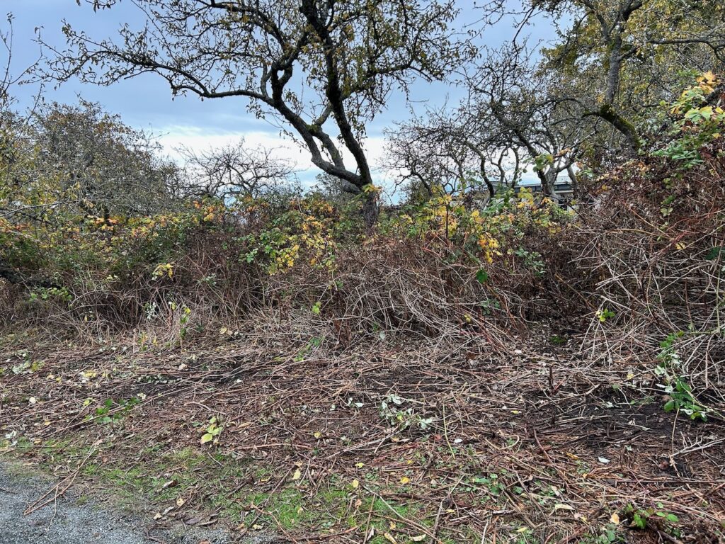 After Invasive Blackberry Removal