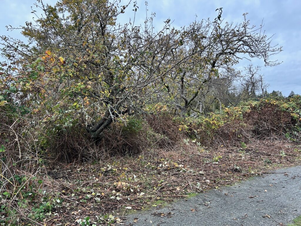 After Invasive Blackberry Removal