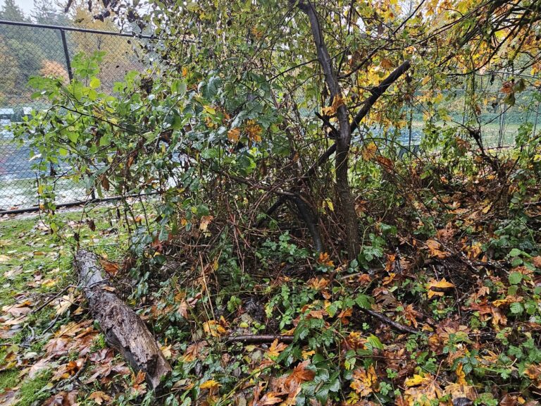 Before Blackberry Removal