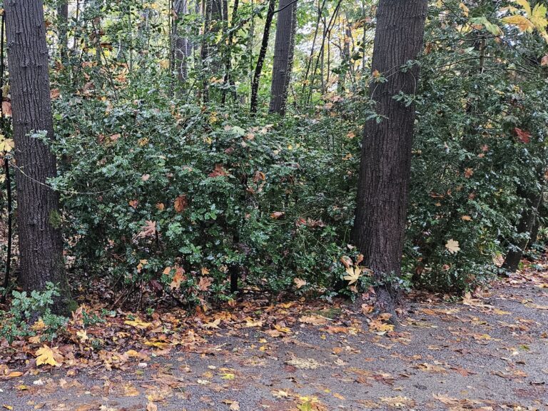 Before English Holly Removal