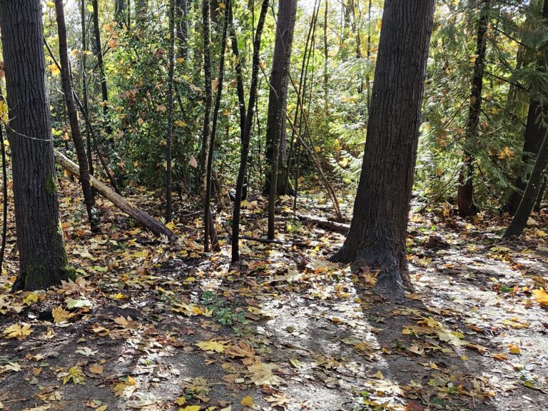 After English Holly Removal