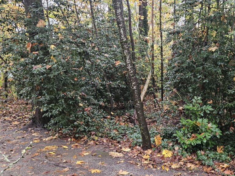 Before English Holly Removal