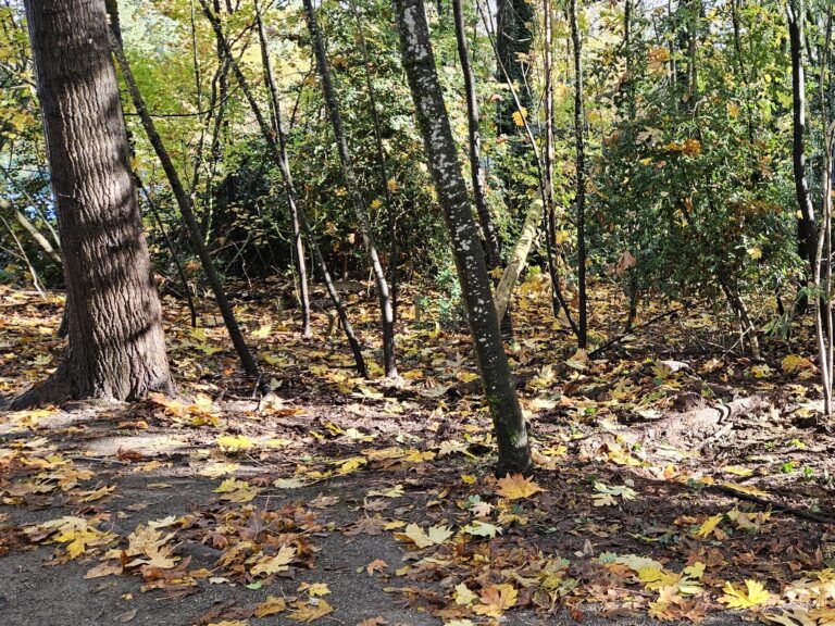 After English Holly Removal