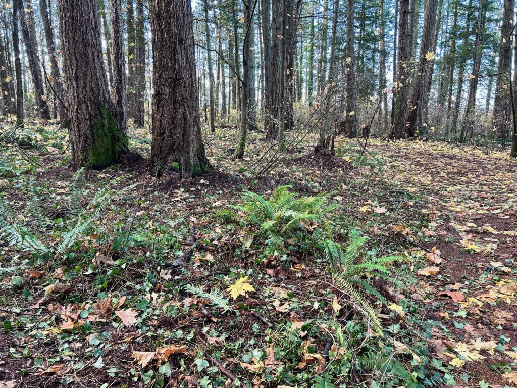 After invasive ivy removal