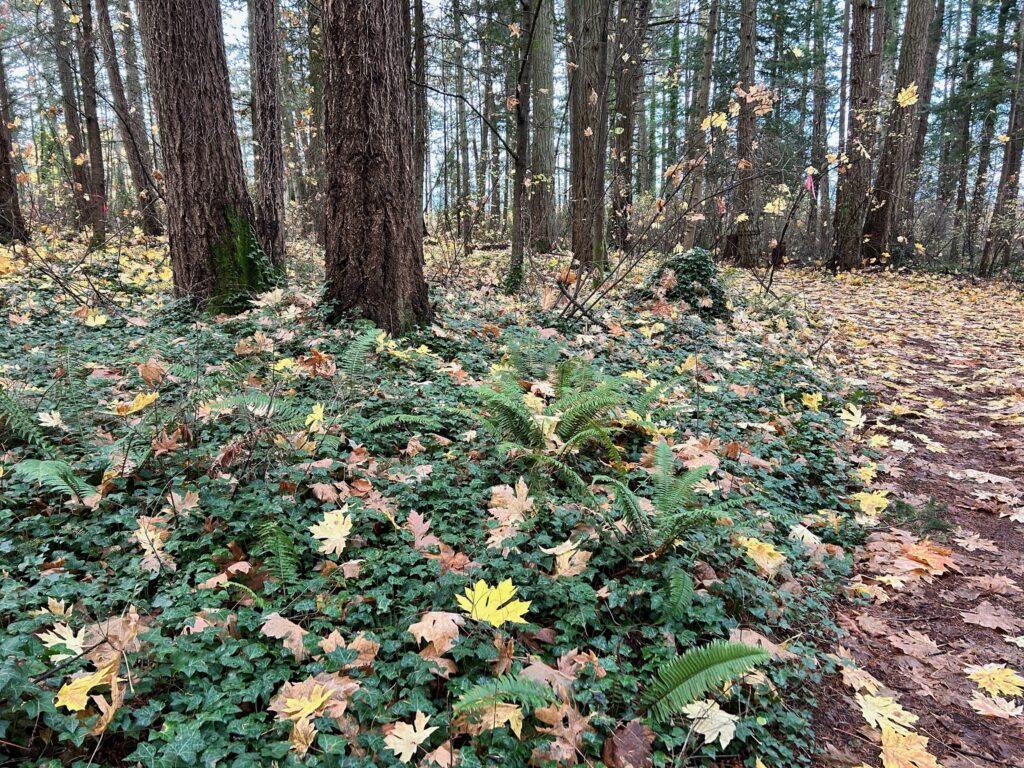 Before invasive ivy removal