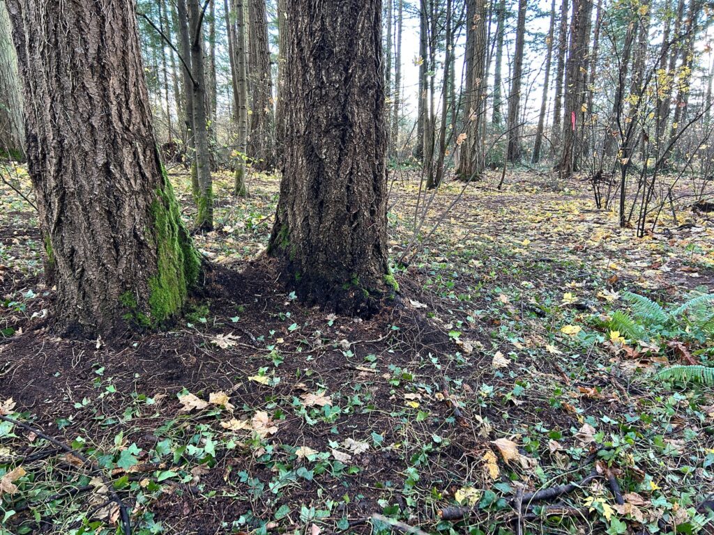 After invasive ivy removal