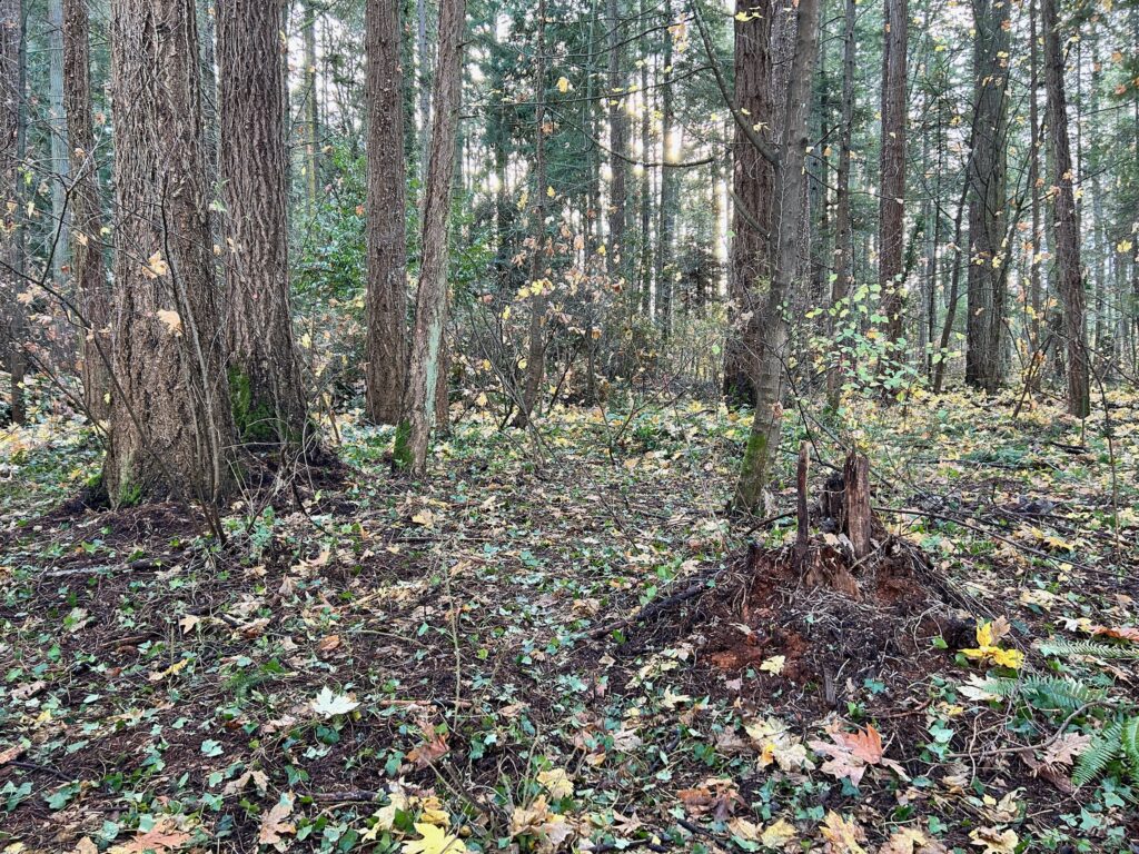 After invasive ivy removal