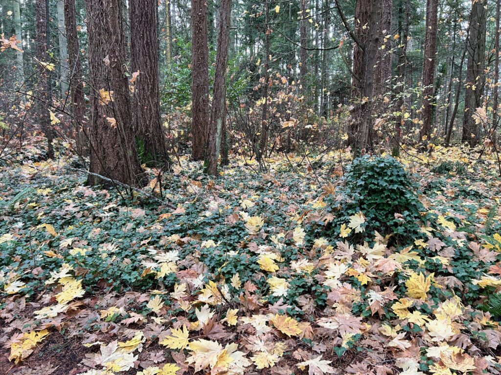 Before invasive ivy removal